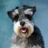 flat750x075f pad750x750f8f8f8 - Schnauzer Gifts