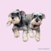 flat750x075f pad750x750f8f8f8 15 - Schnauzer Gifts