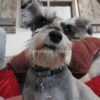 flat750x075f pad750x750f8f8f8 42 - Schnauzer Gifts