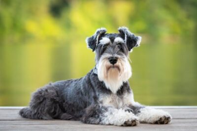 miniature schnauzer dog sitting outdoors Debra Anderson Shutterstock 600x401 1 - Schnauzer Gifts